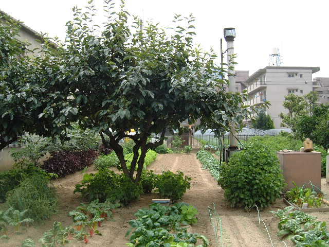 甲田医院の菜園 甲田医院の菜園