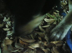 0610RIMG0048.JPG