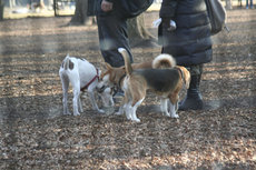 _MG_7104.jpg
