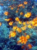 flowers.jpg
