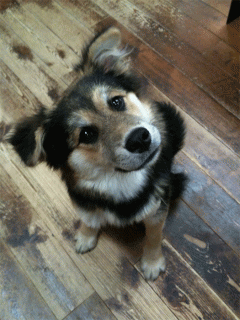 ______2011.5.27web.gif