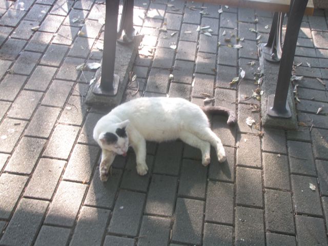 IMG_8413.jpg IMG_8413.jpg