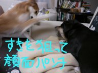 P1020441.jpg