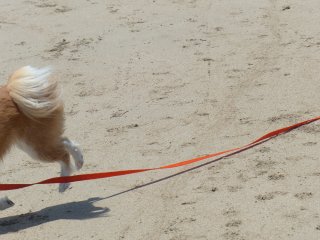 suzuP1090080.JPG